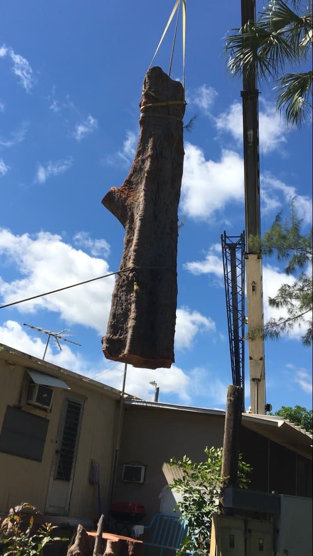 Canoa Tree Service tree work in progress