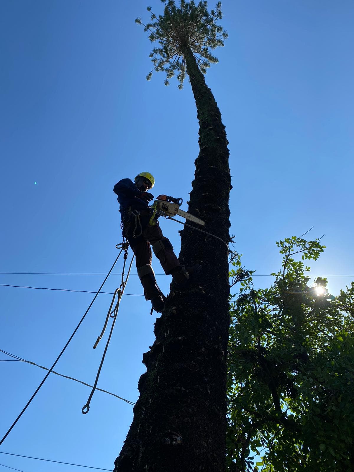 Canoa Tree Service tree care on site