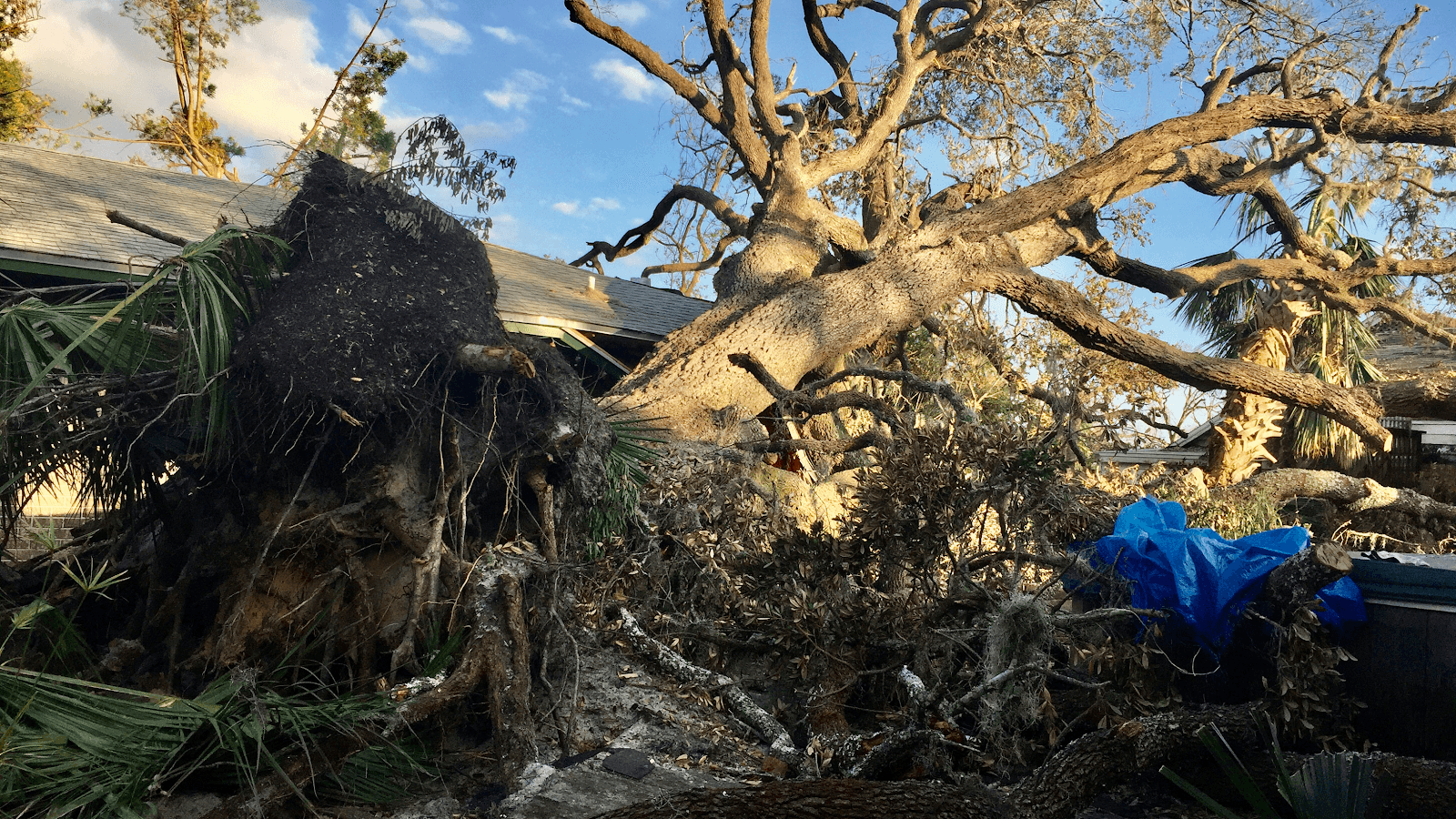 Canoa Tree Service tree work in Lake Worth Beach, Florida