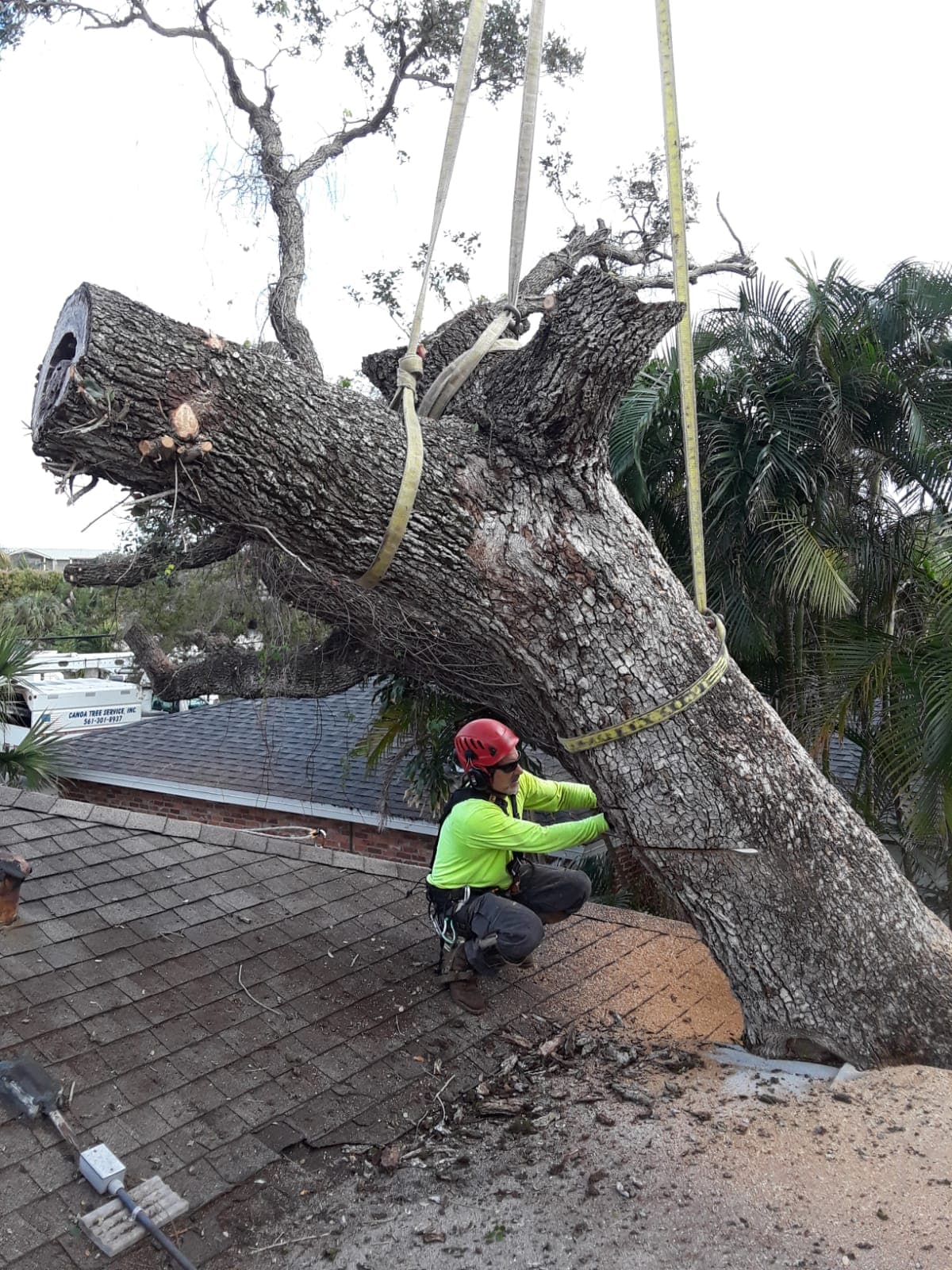 Canoa Tree Service tree work on site